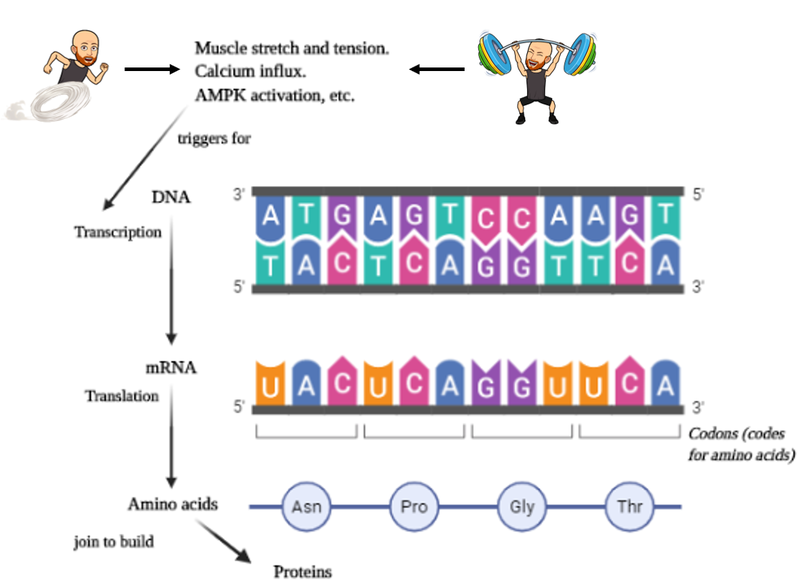 DNA transcription, mRNA translation, protein synthesis. Thomas Solomon at Veohtu.
