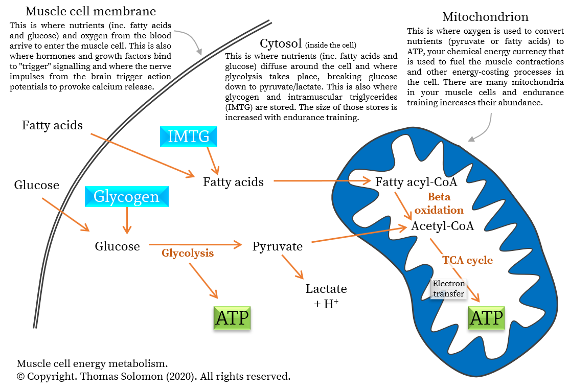 Metabolic pathways -- glycolysis, fatty acid beta-oxidation, the TCA/Krebs cycle, and oxidative phosphorylation.