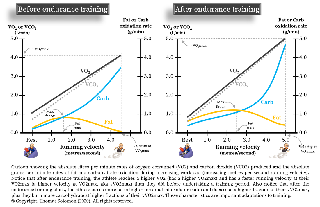 Maximal fat oxidation rates during exercise and fat max for runners and obstacle course race athletes from Thomas Solomon.
