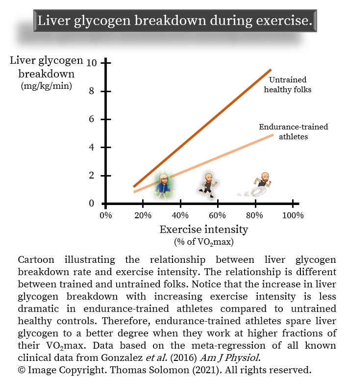Liver glycogen depletion during exercise, from Thomas Solomon at Veohtu.