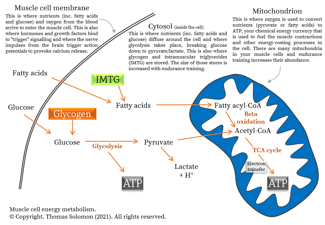 Glycogen and IMTG in muscle during exercise from Thomas Solomon.