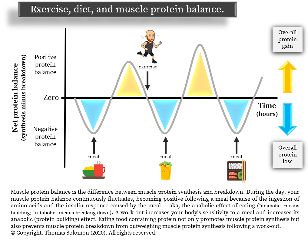 Exercise plus protein ingestion supports net protein balance. Muscle protein synthesis and muscle protein breakdown. Thomas Solomon at Veohtu.
