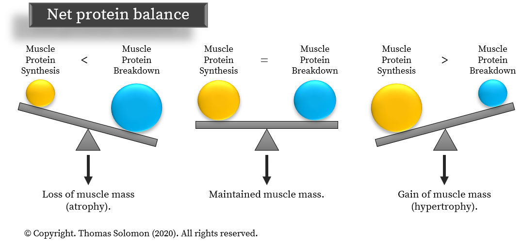 Net protein balance - Muscle protein synthesis and muscle protein breakdown. Thomas Solomon at Veohtu.
