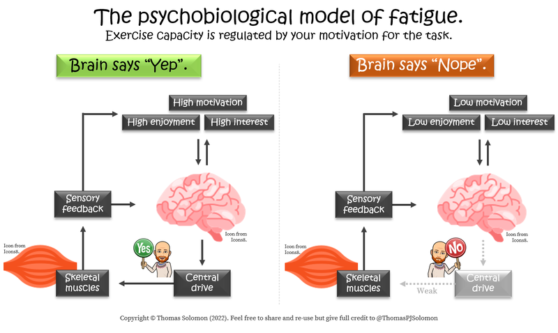 Psychobiological model of fatigue in runners and obstacle course race athletes from Thomas Solomon.