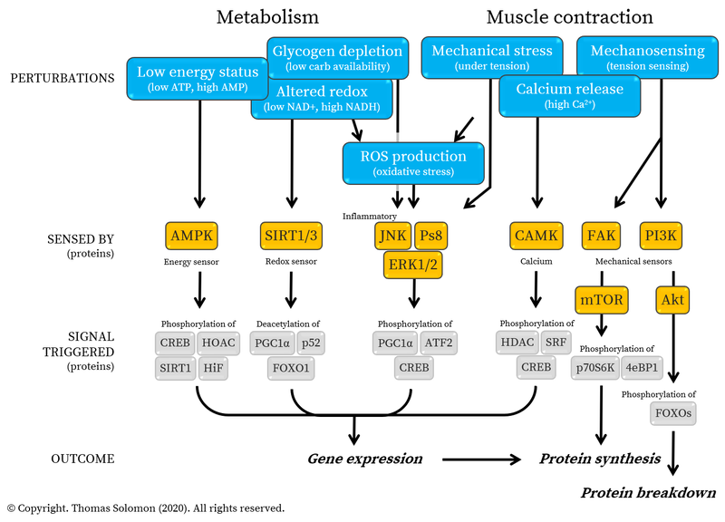 Molecular signalling in muscle for runners and obstacle course race athletes from Thomas Solomon.