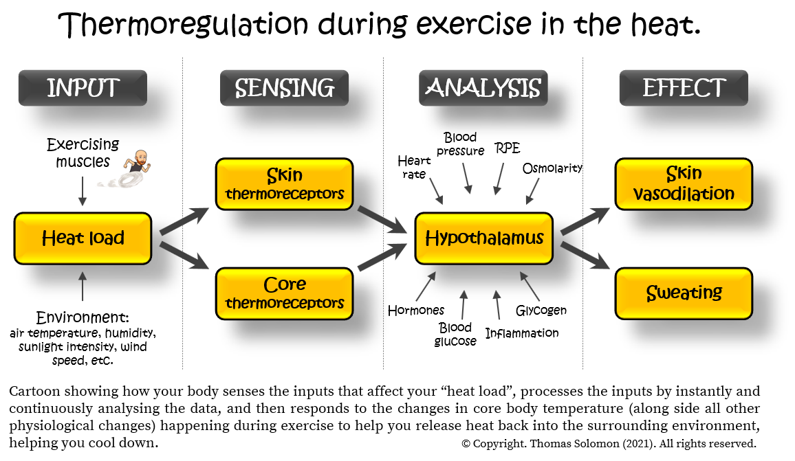 Thermoregulation during exercise in the heat for runners and obstacle course race athletes from Thomas Solomon.